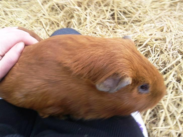 Mit marsvin og min kanin :) - Jeg gider ikke sidde her mere! billede 5