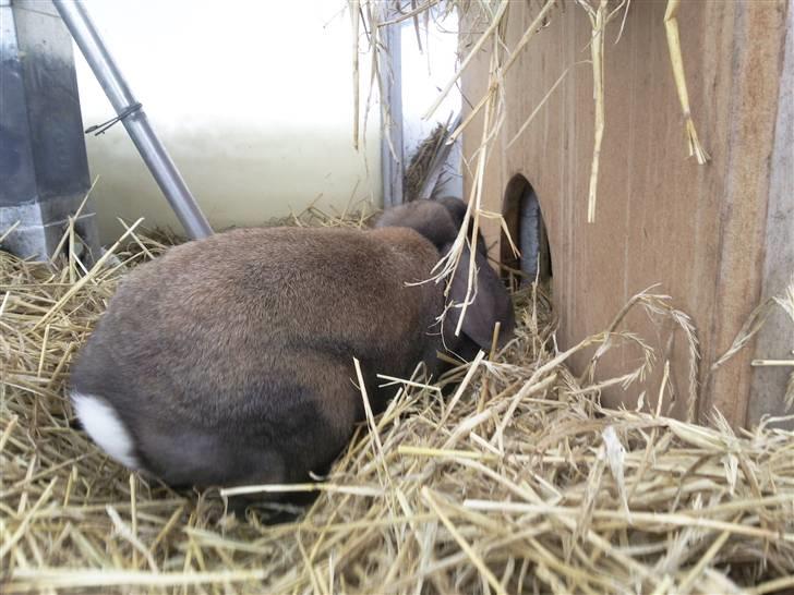 Mit marsvin og min kanin :) - Ninus hopper ind i huset billede 8