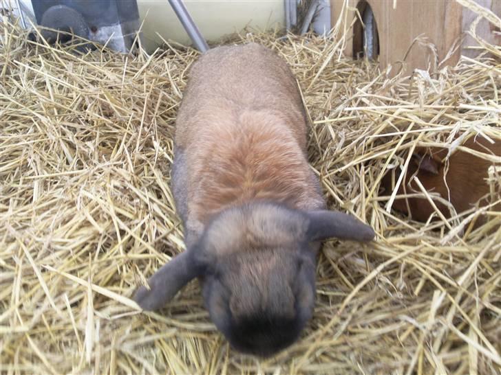 Mit marsvin og min kanin :) - Kom ninus billede 10