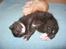 Min lille prins Romeo, og bror (: - Romeo <3