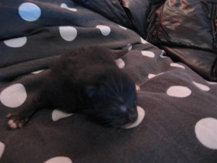 Min lille prins Romeo, og bror (: billede 0