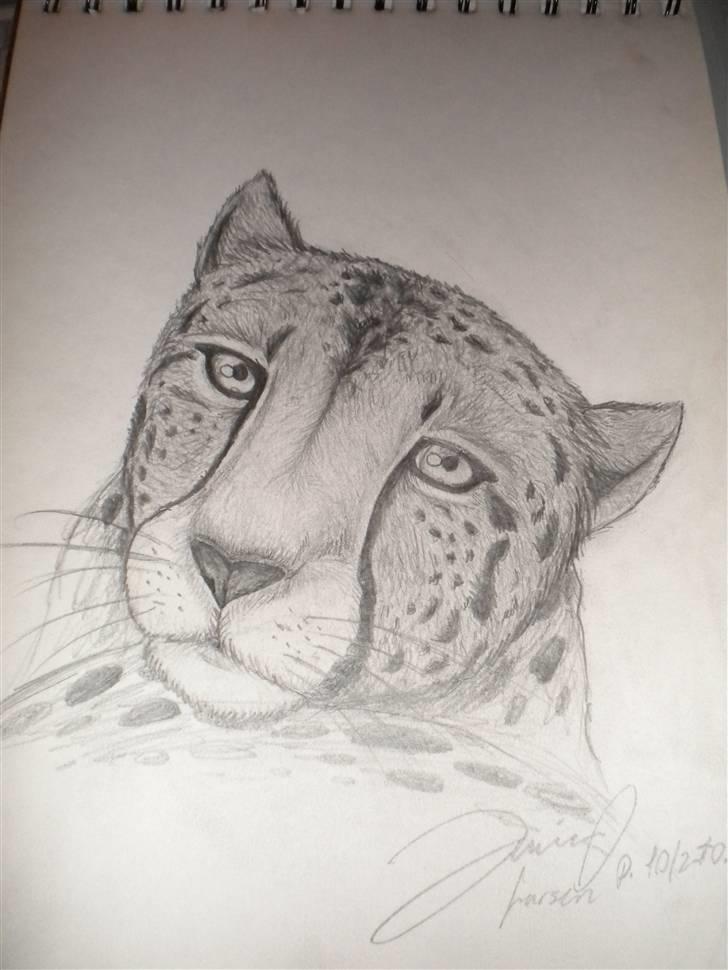 Lidt nyere tegninger :) - Gepard :) - En af mine yndlings katte! billede 1
