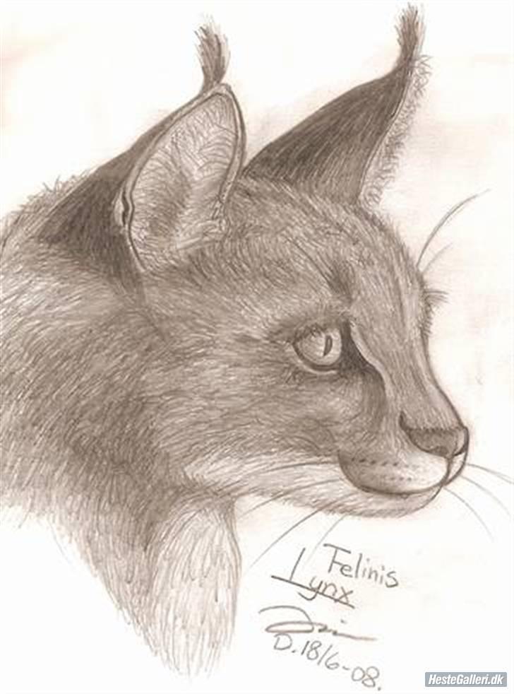 Lidt nyere tegninger :) - Lynx :D billede 11