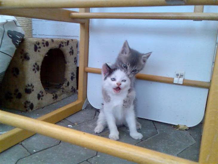 {{currentPhoto.altText}} billede {{currentPhoto.number}}