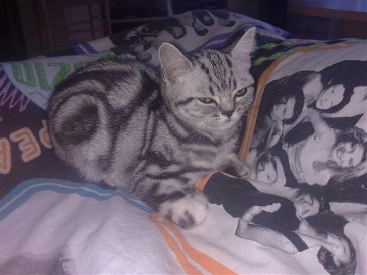 {{currentPhoto.altText}} billede {{currentPhoto.number}}