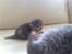 Luna og Alvin
