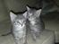 Luna og Alvin