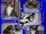 Kuld 3 - Casino kuldet - Casino Royale, NFO n 09 22 (sort blotched tabby med hvid)