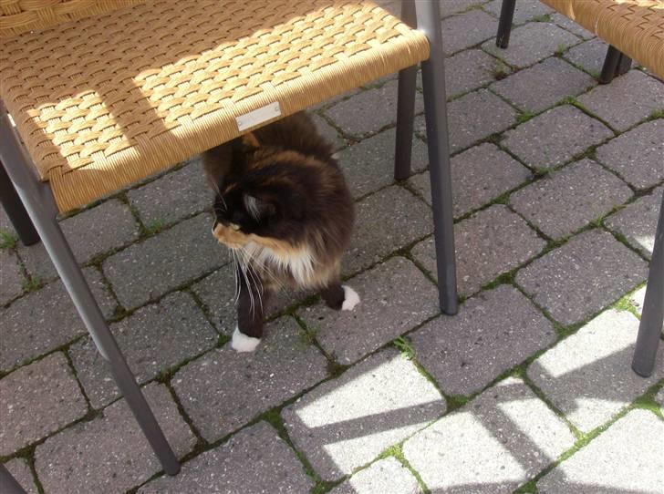 Barbie og Zorro udenfor:-) billede 8