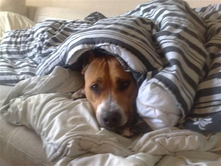 Må du få det godt i hundehimlen min guldklump </3 - <3 billede 3