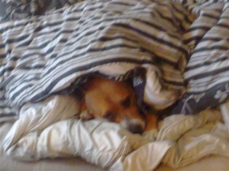 Må du få det godt i hundehimlen min guldklump </3 - <3 billede 5