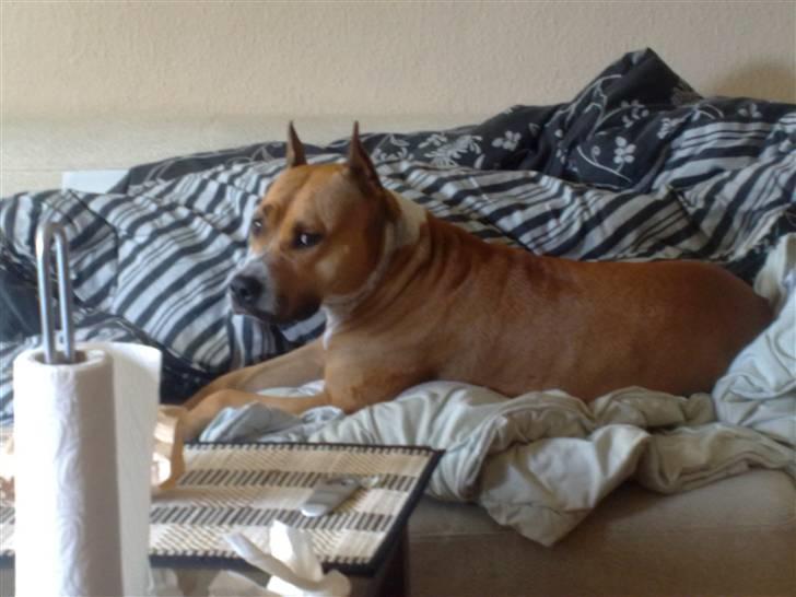 Må du få det godt i hundehimlen min guldklump </3 - <3 billede 6