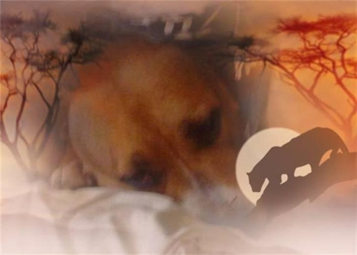 Må du få det godt i hundehimlen min guldklump </3 billede 10