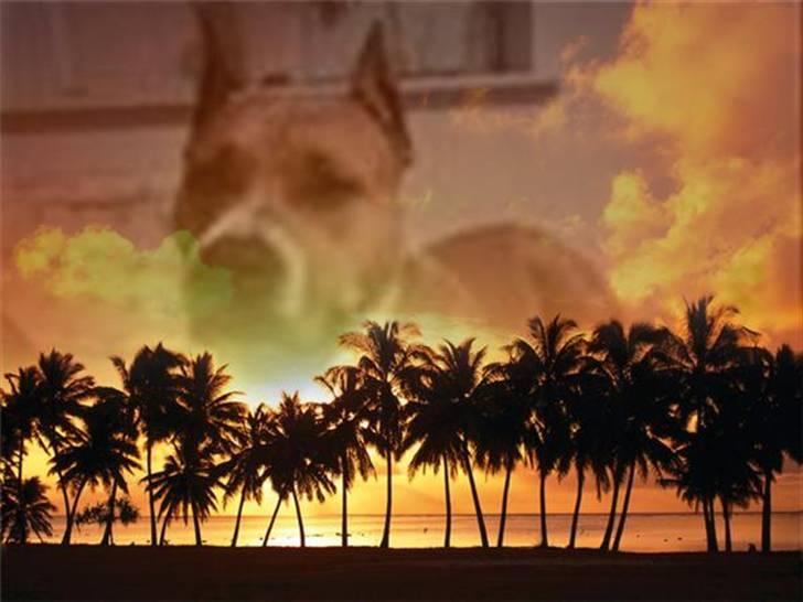 Må du få det godt i hundehimlen min guldklump </3 billede 16