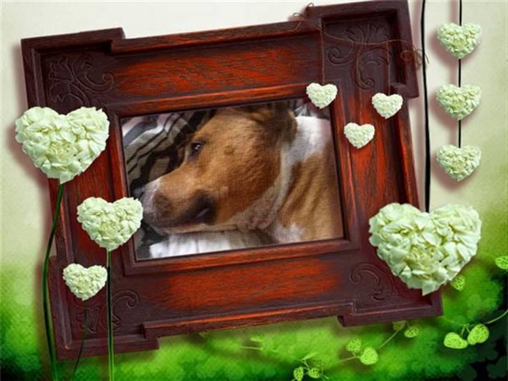 Må du få det godt i hundehimlen min guldklump </3 billede 19