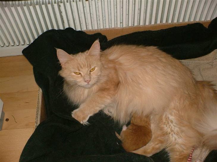 {{currentPhoto.altText}} billede {{currentPhoto.number}}