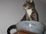 Alien kat i UFO skål - Hihi!