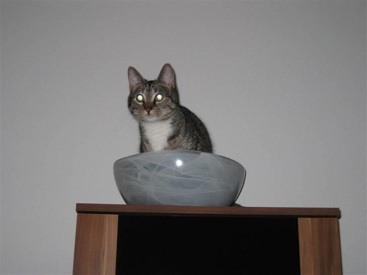 Alien kat i UFO skål - Hihi! billede 2