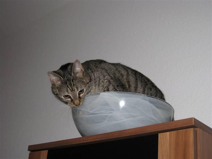 Alien kat i UFO skål - Hihi! billede 3