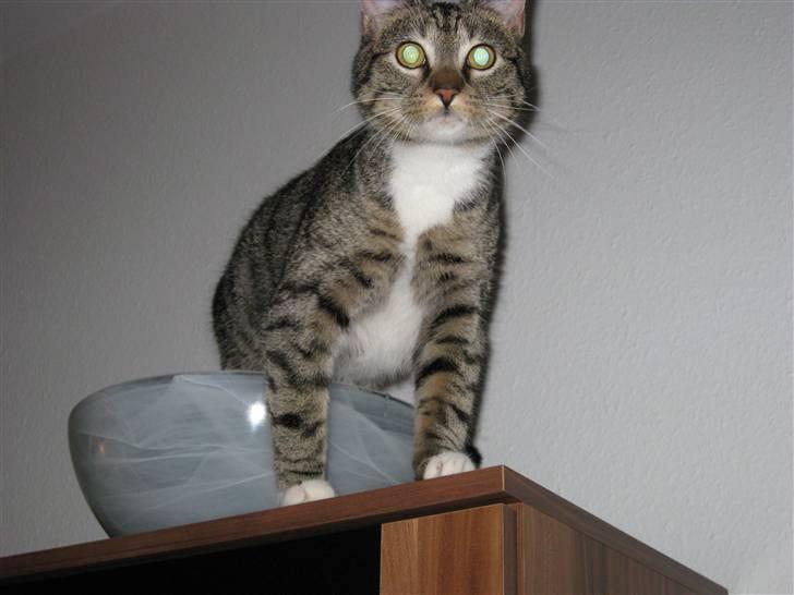 Alien kat i UFO skål - Hihi! billede 4