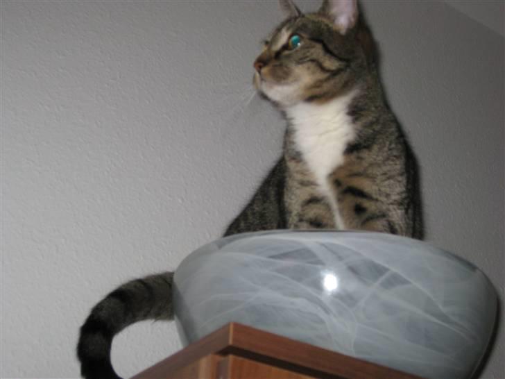 Alien kat i UFO skål - Hihi! billede 5