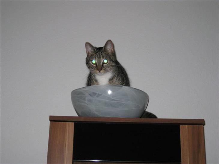 Alien kat i UFO skål - Hihi! billede 0