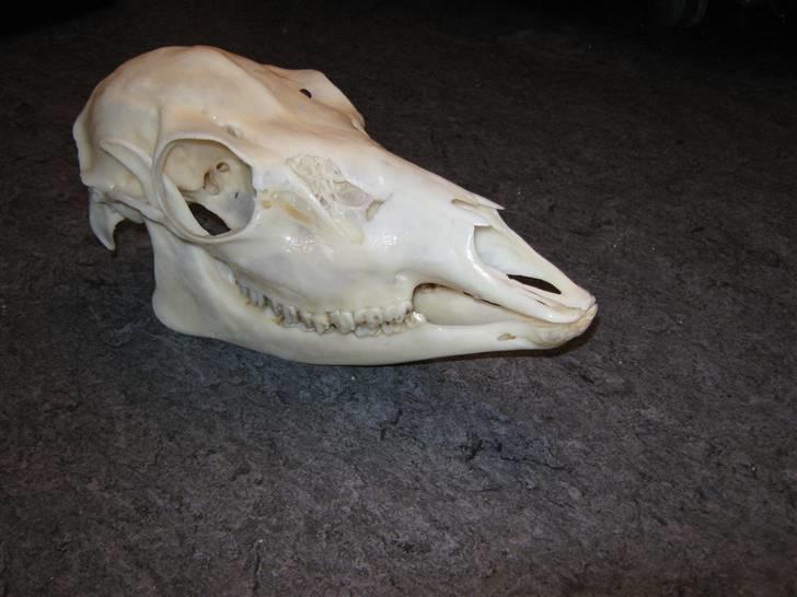 Kreativ - Har dette kranie har selv pillet det og kogt det og bleget det :) billede 59