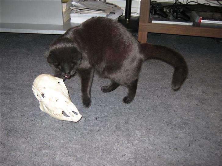 Kreativ - Mor må jeg lege med det? billede 60