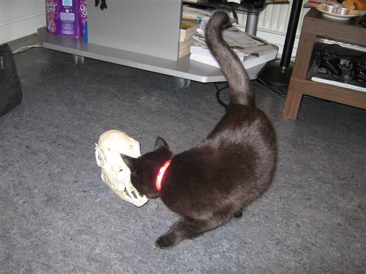 Kreativ - Miv undersøger det kranie jeg har haft med hjem :) billede 61