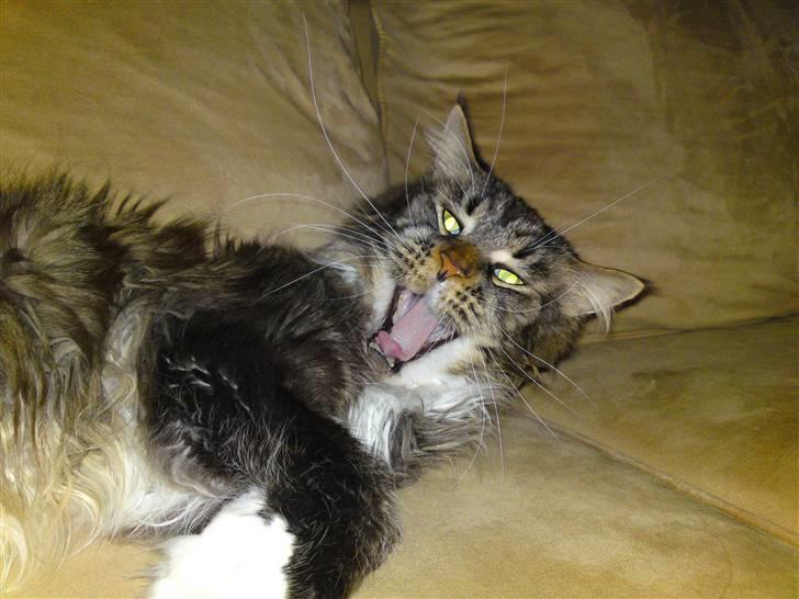 Lille billed album med tabby og tiger - Åååååhhh gab når gider ikke sove alligevel.. billede 3