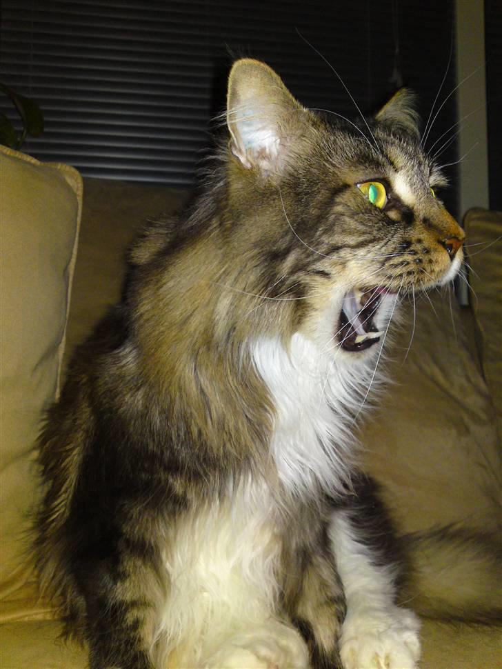 Lille billed album med tabby og tiger - Arh jeg er en farlig en . billede 8