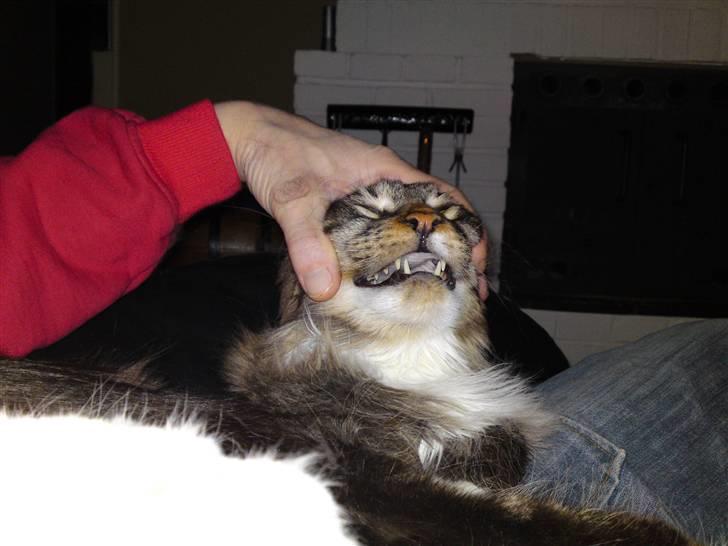 Lille billed album med tabby og tiger - Ja det skønt helt tilbage med hårene billede 12