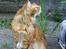 Mine katte
