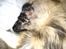 Berlioz og de dejlige plejebørn <3  - 01/04-2011 billed taget kort tid efter vi kom hjem fra dyrhospitalet :)