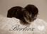 Berlioz og de dejlige plejebørn <3 
