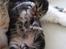Berlioz og de dejlige plejebørn <3  - 12-04-2011 <3