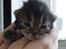 Berlioz og de dejlige plejebørn <3  - 12-04-2011
