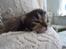 Berlioz og de dejlige plejebørn <3  - 12-04-2011