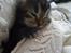 Berlioz og de dejlige plejebørn <3  - 12-04-2011