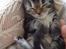 Berlioz og de dejlige plejebørn <3  - 12-04-2011