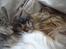 Berlioz og de dejlige plejebørn <3  - 12-04-2011