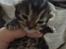 Berlioz og de dejlige plejebørn <3  - 12-04-2011