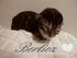Berlioz og de dejlige plejebørn <3 