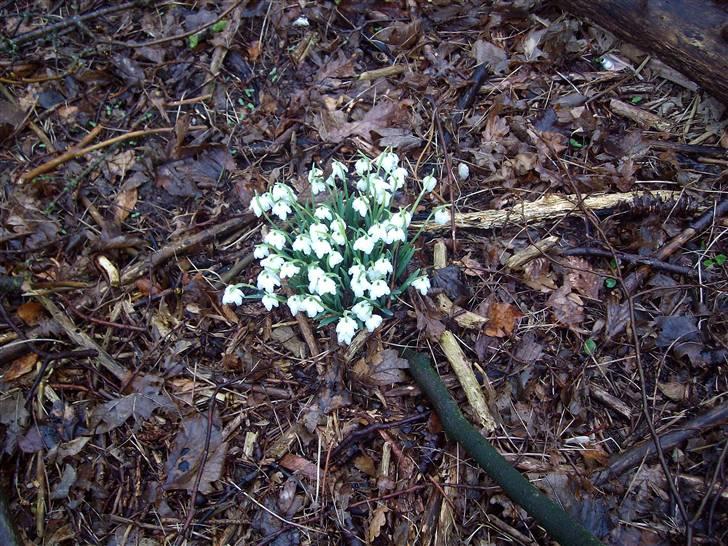 Vintergækker og Anemoner  - Smukke vintergækker i bag haven billede 3