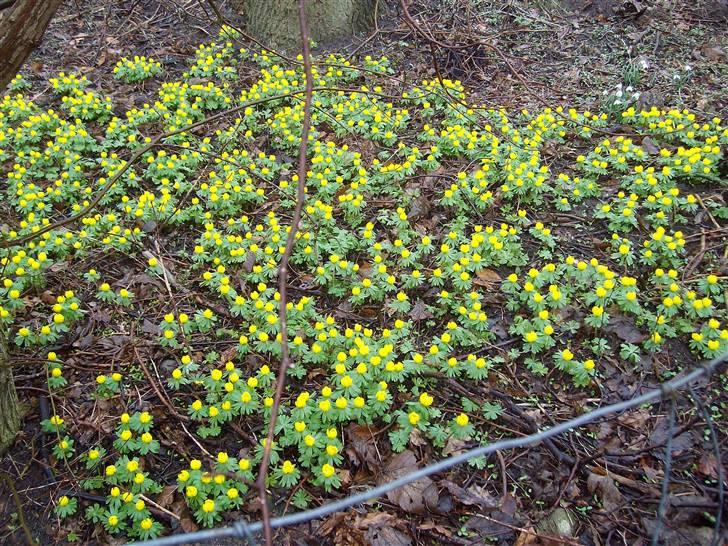 Vintergækker og Anemoner  - Erantisser i baghaven , billede 4
