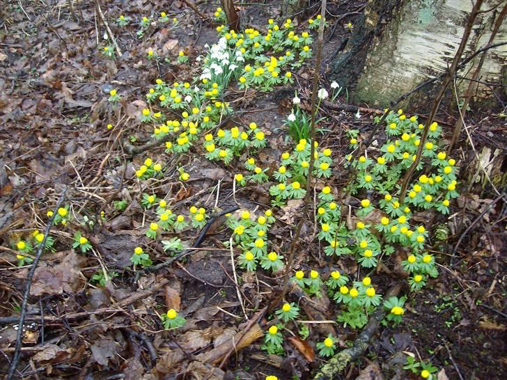 Vintergækker og Anemoner  billede 5