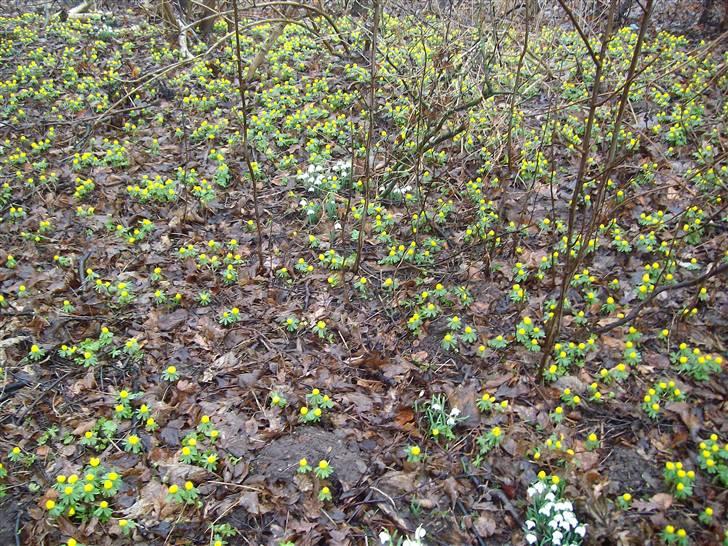 Vintergækker og Anemoner  - Erantisser i skoven bag huset vores billede 6