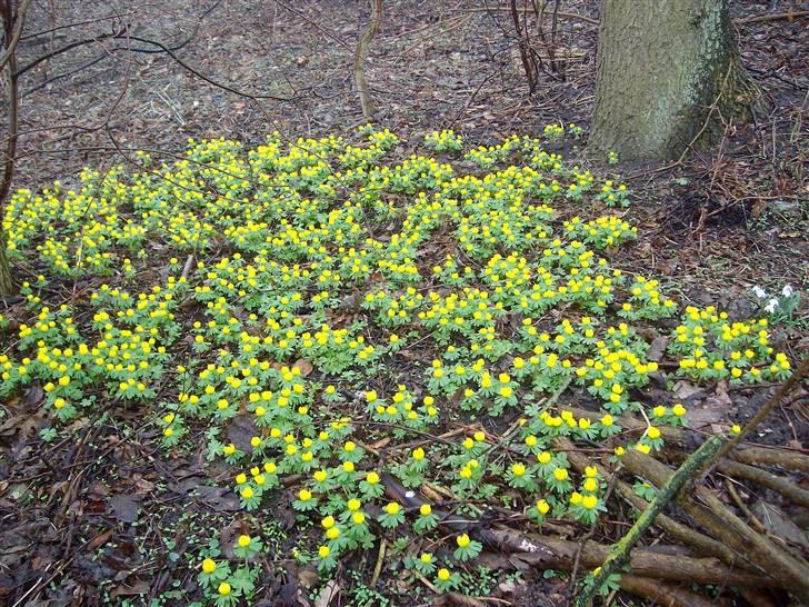 Vintergækker og Anemoner  billede 7