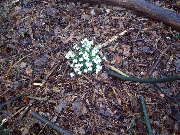 Vintergækker og Anemoner  billede 8