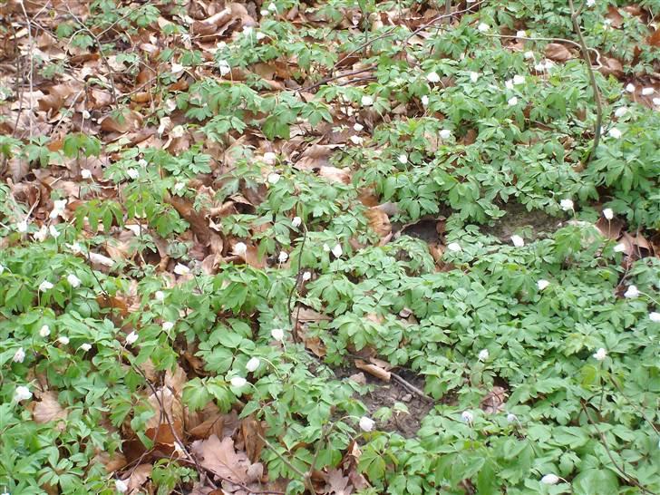 Vintergækker og Anemoner  - Så kom ANemonerne billede 9